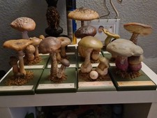 Somso konvolut gebraucht kaufen  Bad Oldesloe