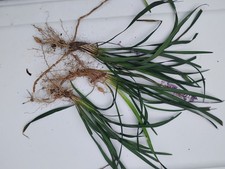 Monkey grass big for sale  Bethlehem