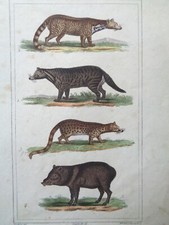 BUFFON / VAUTHIER Grabado Antiguo Placa Colores CIVETTE PECARI Animales comprar usado  Enviando para Brazil