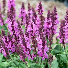 Rose marvel salvia for sale  Wadsworth