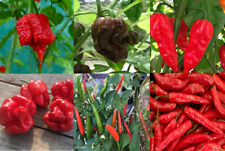 Super hot chilli for sale  EXETER