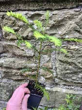Sequoia sempervirens coastal for sale  EDINBURGH