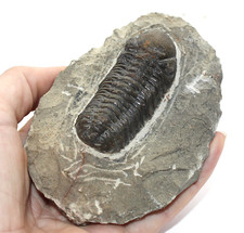 trilobite d'occasion trilobite d'occasion Expédié en Belgium