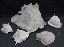 Collection large sea for sale  BANGOR