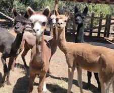 Organic premium alpaca for sale  Cedar City