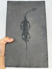 Marine reptile keichousaurus for sale  San Jose