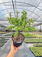 Jade portulacaria bonsai for sale  Homestead