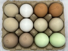 Realistic decoy eggs for sale  Peyton