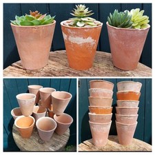 Terracotta vintage plant for sale  AUCHTERARDER