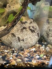 Malaysian trumpet snails for sale  Houston