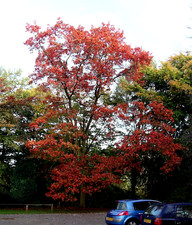 Quercus rubra good for sale  MOELFRE