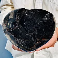 5.24lb natural turtle for sale  Burlington