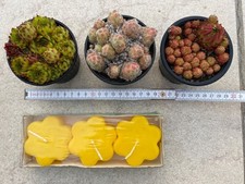 Schwimmkerzen neu blume gebraucht kaufen  Deutschland