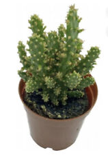 Opuntia monacantha dropping for sale  BIRMINGHAM