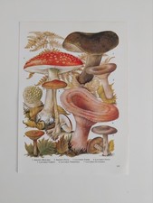 Botanical print vintage for sale  BIRKENHEAD