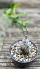 Fockea edulis caudex for sale  MALDON