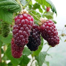 Tayberry medena rubus for sale  LLANWRDA
