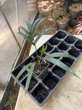 Cyphophoenix elegans palm for sale  Port Saint Lucie