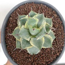 Agave isthmensis delaware usato  Napoli