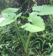 Colocasia thai giant for sale  Fort Myers