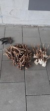 Rehbock abwurfstangen gebraucht kaufen  Eggenfelden