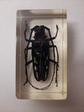 Spotted longhorn beetle for sale  EASTLEIGH