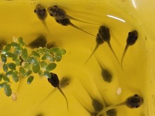 Live tadpoles mix for sale  Wilmington