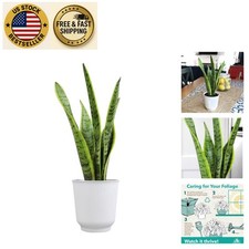 Elegant sansevieria laurentii for sale  Sunrise Beach