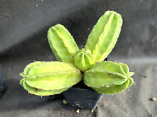 Echinocereus viereckii cactus usato  Massafra