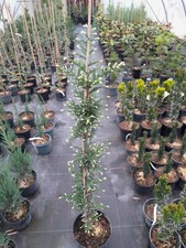 Sequoia sempervirens adpressa gebraucht kaufen  Dillingen a.d.Donau