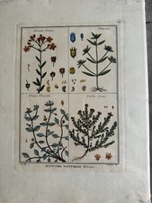 Antique herbal print for sale  North Miami Beach