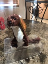 Runner ferret 6th for sale  Port Saint Lucie