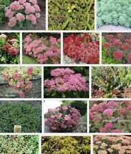 Different sedum cuttings for sale  LLANELLI