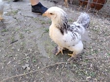 Galline ornamentali usato  Volpiano