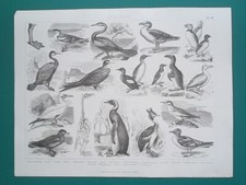 Birds pelican booby for sale  Manassas