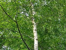 Silver birch 6ft for sale  NEWTOWNARDS