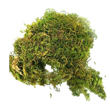 Muschio ottima qualità usato  Napoli