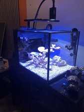 red sea max s for sale  LIVERPOOL