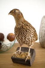 stuffed pheasant for sale stuffed pheasant for sale NEWTOWNARDS