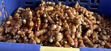 Tumeric root for sale  Shreveport