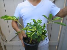 Variegated umbrella tree for sale  Garden Grove
