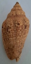 Curiosité taxidermie coquilla d'occasion  Montpellier-