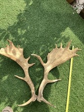 Fallow deer stag for sale  SOUTHAMPTON