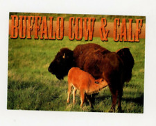 Vintage animal postcard for sale  Tonawanda