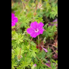 Geranium sanguineum tiny gebraucht kaufen  Deutschland
