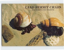 Postcard land hermit for sale  Almond