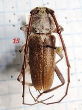 Gnaphalodes trachyderoides tex for sale  Depauw