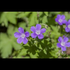 Geranium sylvaticum mayflower gebraucht kaufen  Deutschland