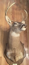 Whitetail deer buck for sale  Sumiton