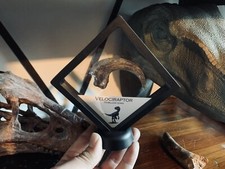 Cadre griffe velociraptor d'occasion  Aiglun